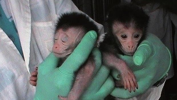 Los primeros monos 'autistas'