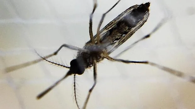 Mosquito Aedes hembra