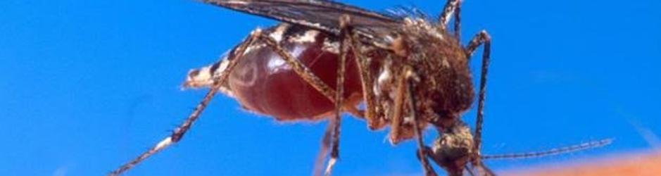 'Aedes aegypti', mosquito responsable de la transmisión del Zika