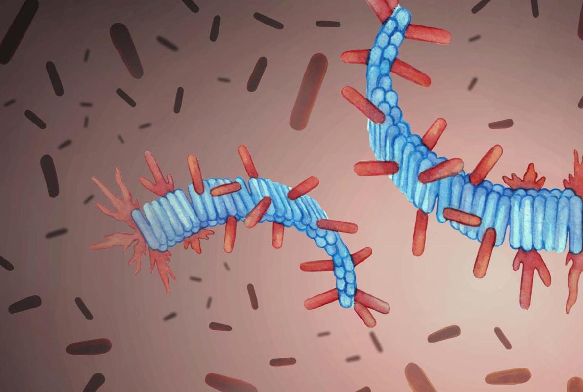 Representación de las fibrillas amiloides (en azul) y proteínas normales (rojo)a partir de simulaciones por ordenador