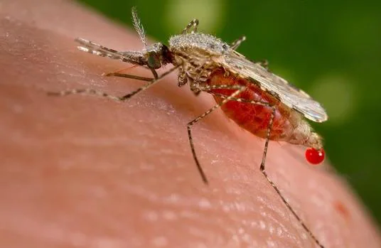 Mosquito del género 'Anopheles'