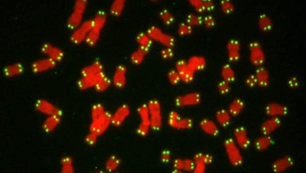 Cromosomas humanos (en rojo) con sus telómeros (en verde)