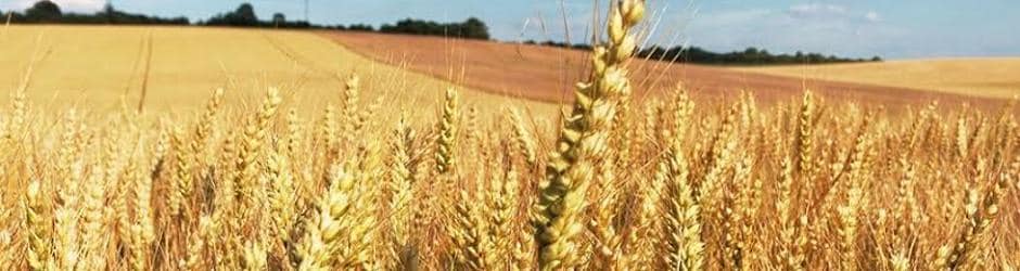 Los ATI presentes en el trigo pueden provocar efectos muy nocivos