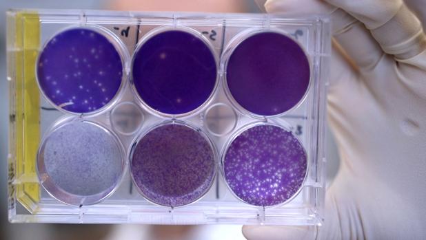 Un antiviral protege al feto frente al virus del zika