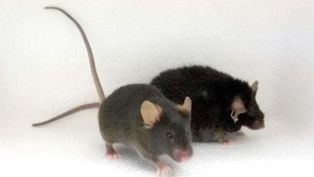 Ratón con un peso saludable (izquierda) y ratón obeso del estudio