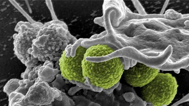'Staphylococcus aureus' resistente a meticilina