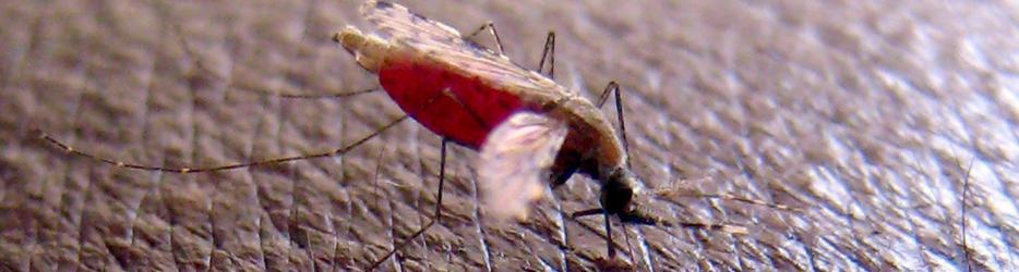 Una nueva vacuna de la malaria logra el cien por cien de protección