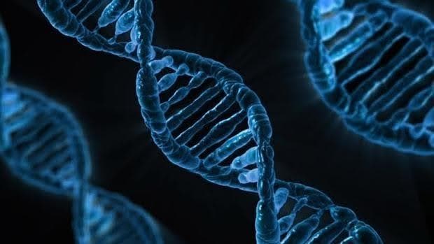 La capacidad de las células de reparar los daños en su ADN disminuye con la edad
