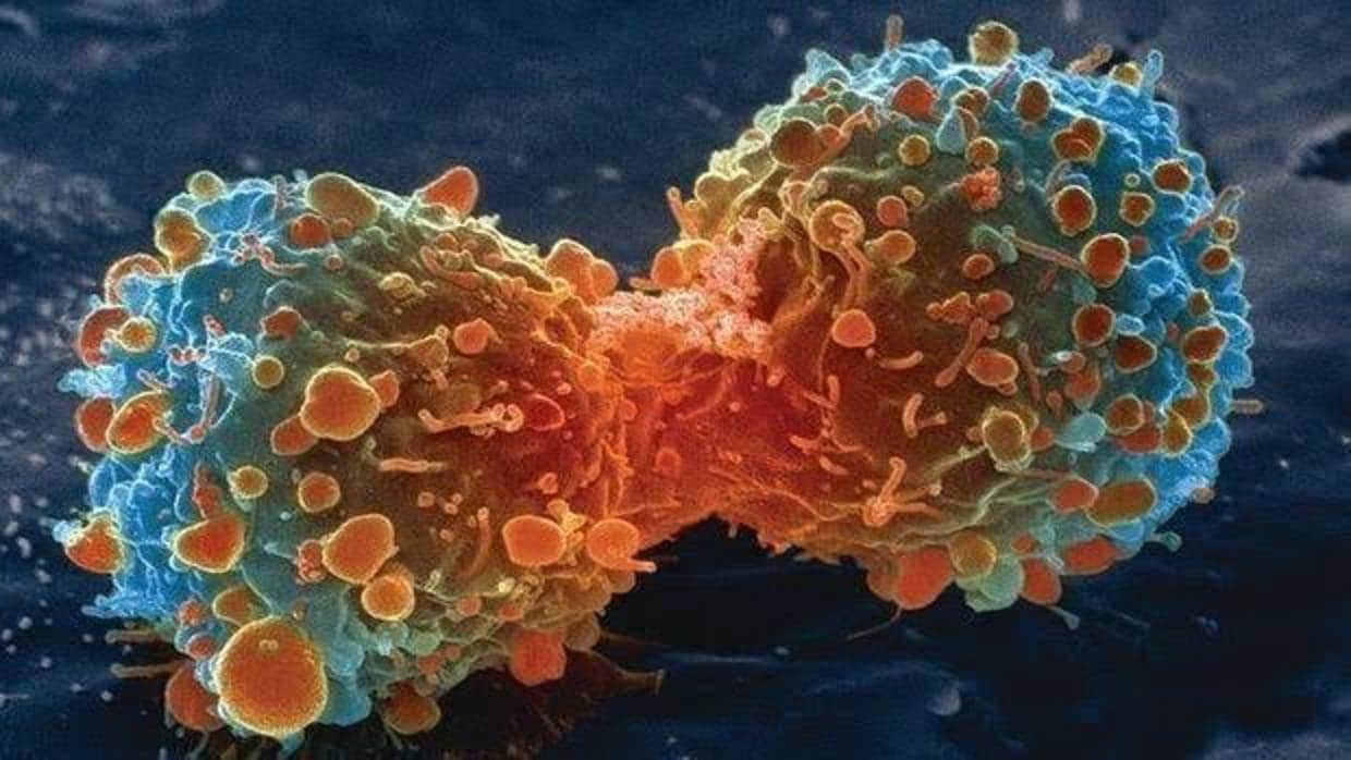 División de una celula de cancer de pulmon