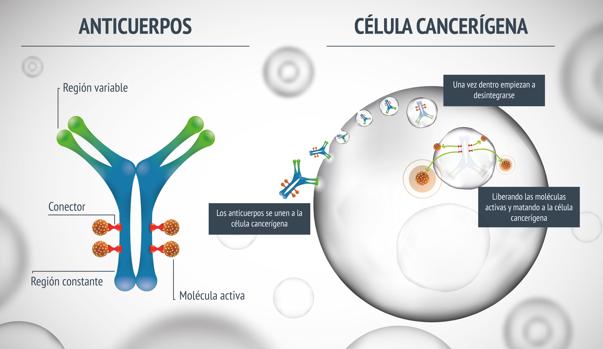 El anticuerpo conjugado de PharmaMar es activo en activo en cáncer de mama, ovario y gástrico