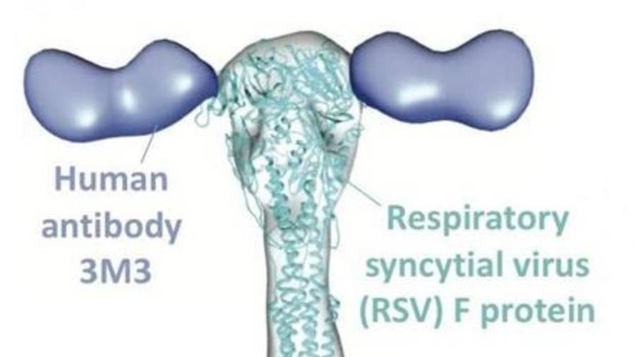 Anticuerpo humano 3M3 del VRS