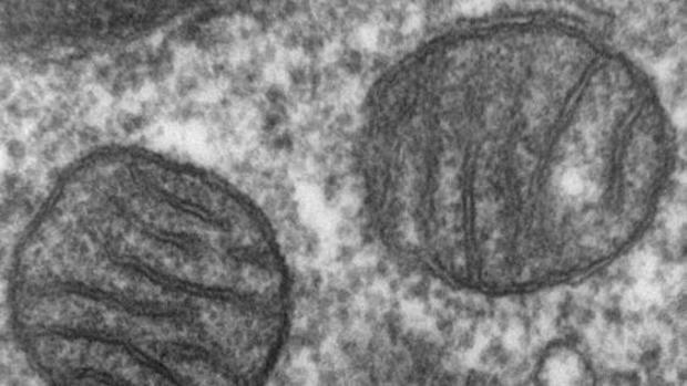 El ADN mitocondrial podría ser el causante de las enfermedades autoinmunes