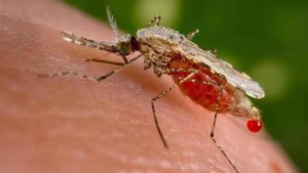 El ‘corta-pega’ genético también podría erradicar la malaria