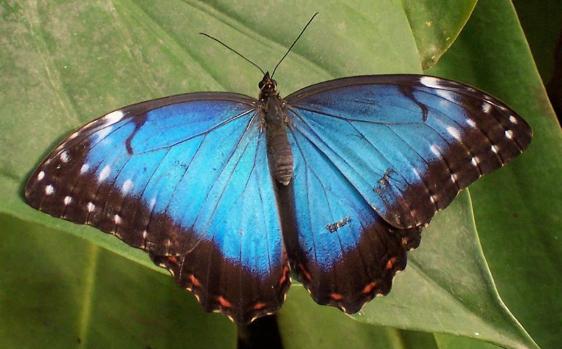 ‘Visión de mariposa’ para una cirugía del cáncer más precisa y eficaz