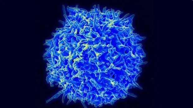 AEP, la enzima que controla la respuesta contra el cáncer