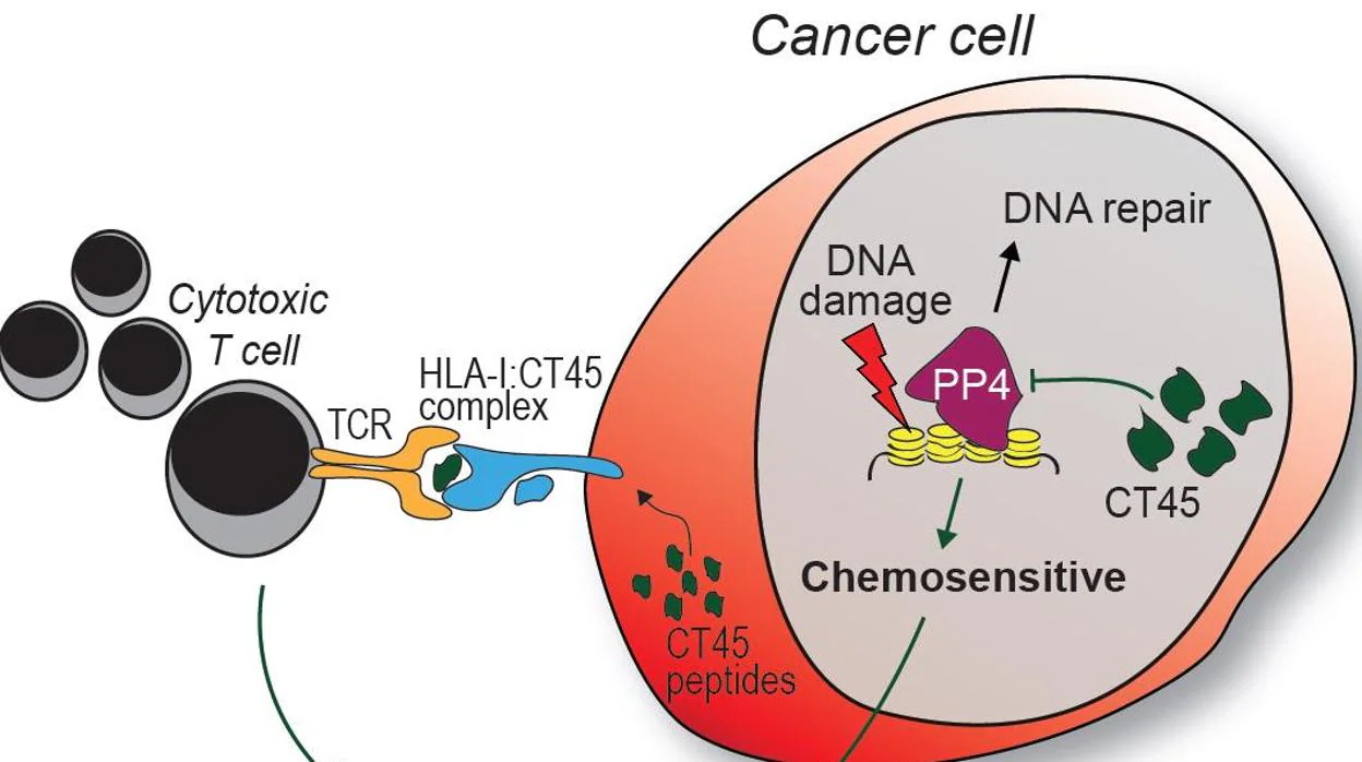 La expresión específica de tumor de CT45 estimula el sistema inmune del paciente para combatir el cáncer y mejora la eficacia de la quimioterapia basada en platino.