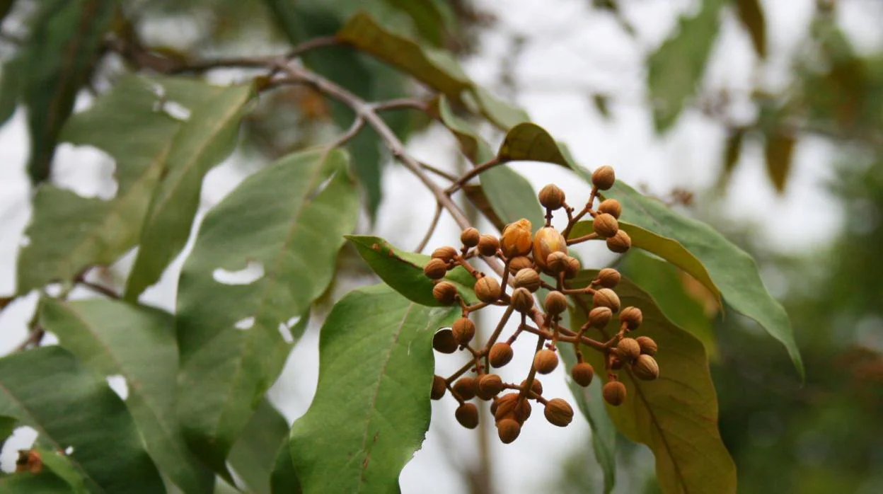 Una planta del Amazonas mata las células del cáncer de hígado