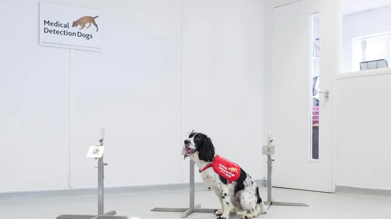 Freya, la perra Springer Spaniel quf ha participado en la investigación junto a otros perros de diferentes razas
