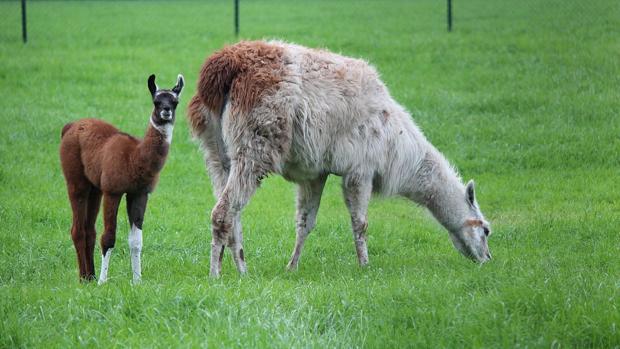 La clave de la vacuna universal de la gripe podría estar en las llamas