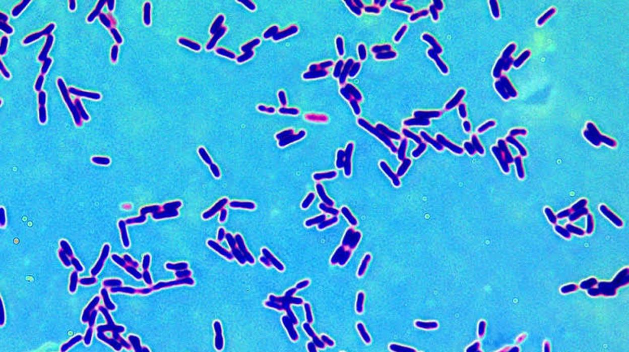 Lactobacillus