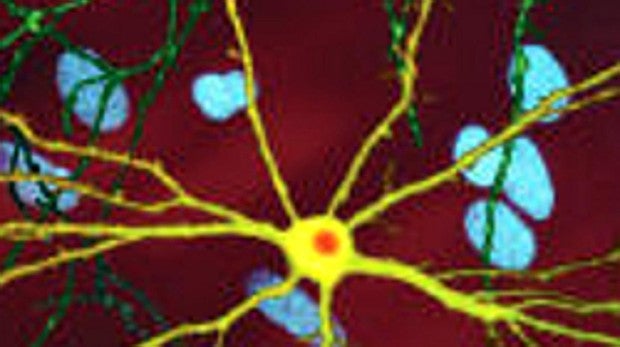 Diseñan moléculas que revierten la pérdida de memoria asociada al envejecimiento y a la depresión