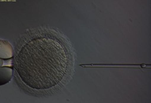 Los óvulos fueron fecundados con espermatozoides mediante ICSI, una técnica de reproducción asistida