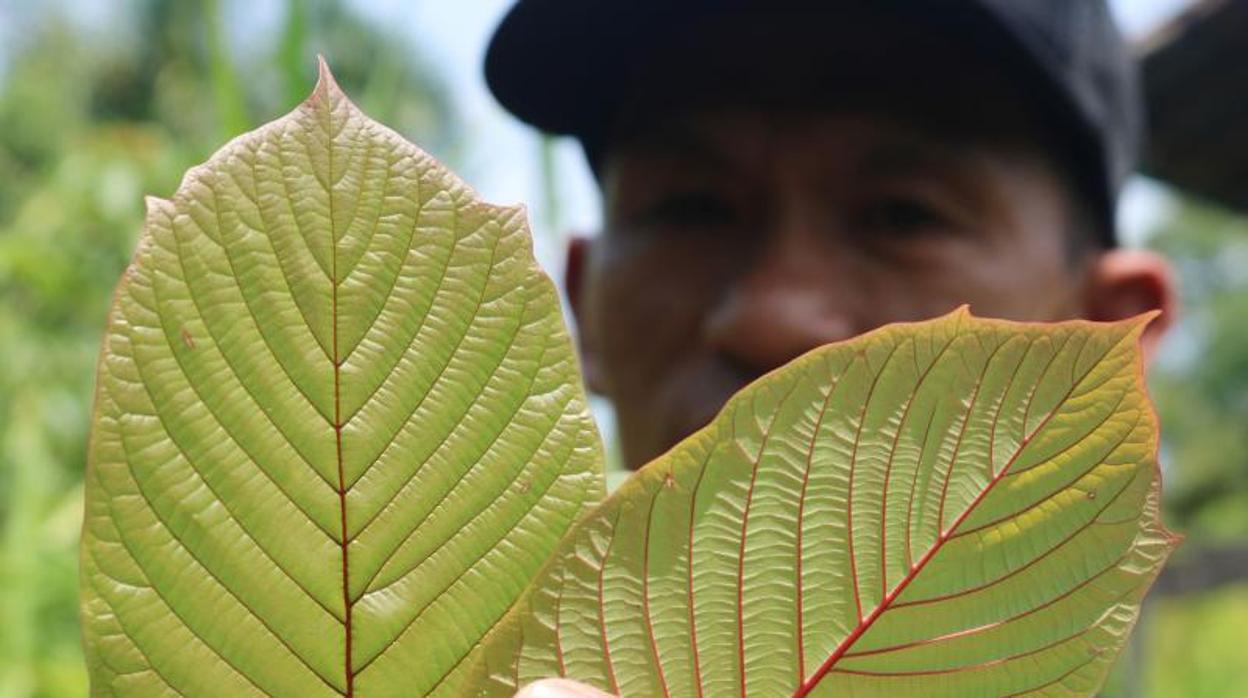 El kratom es una planta originaria del sudeste asiático que actúa como opioide