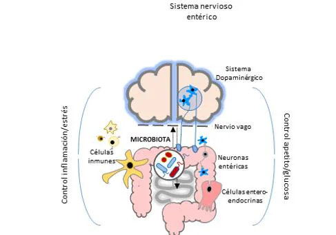 Sistema nervioso entérico