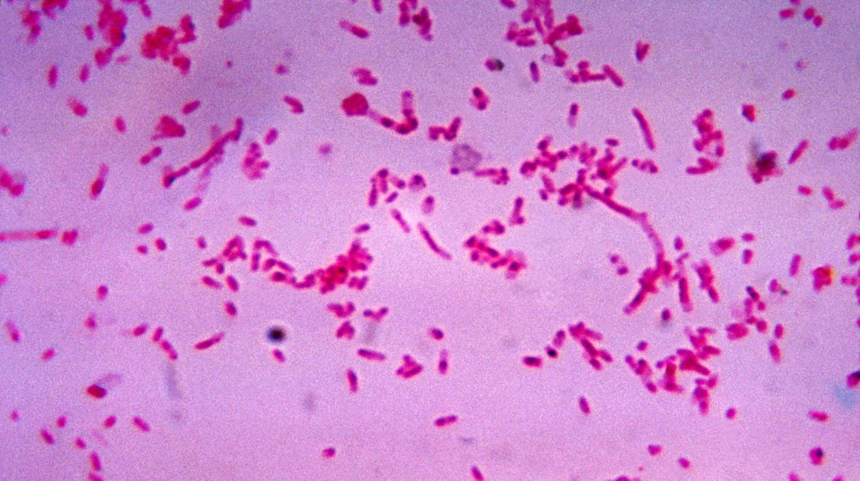 Más de 26.000 personas morirán en España en 2019 por infecciones causadas por bacterias multirresistentes