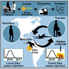 Una combinación de vigilancia de viajes y secuenciación genómica de virus clínicos de viajeros infectados proporciona el marco para detectar brotes ocultos, como un brote de Zika no reportado en Cuba durante 2017