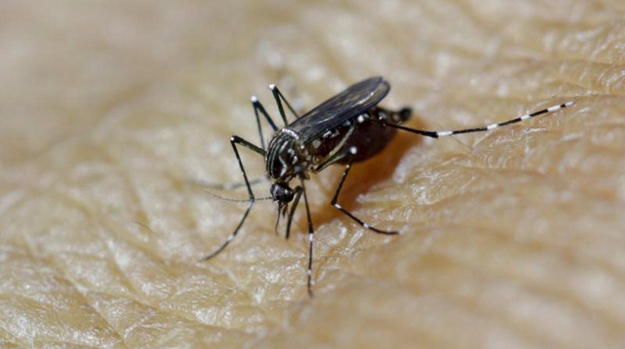 El mosquito Aedes aegypti es el responsable de la transmisión del virus del zika