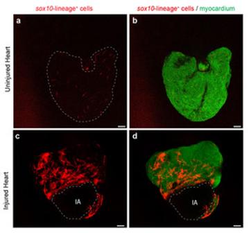 Imágenes de un corazón de pez cebra no lesionado (a, b) y uno herido en la punta (IA), (c, d,). Los cardiomiocitos derivados de sox10 se muestran en rojo, otras células miocárdicas en verde. /