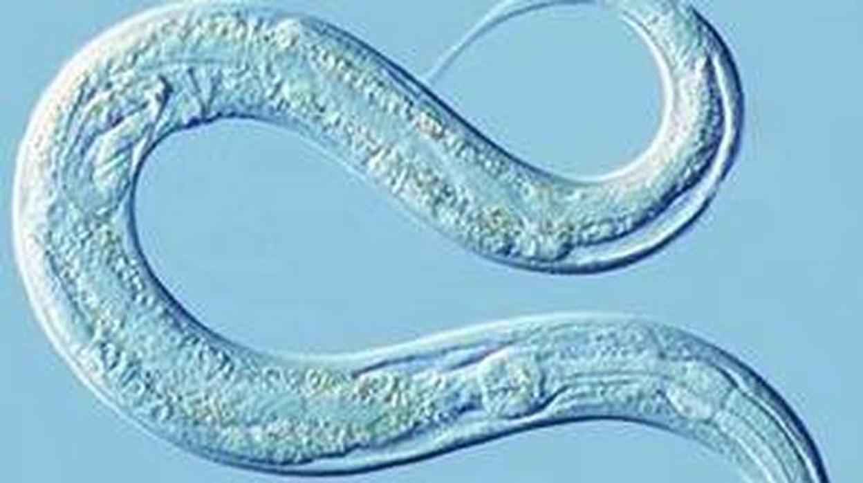 Gusano C elegans utlizados para el estudio