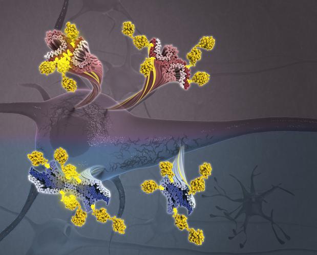 Tau, la proteína tóxica que causa alzhéimer, al desnudo