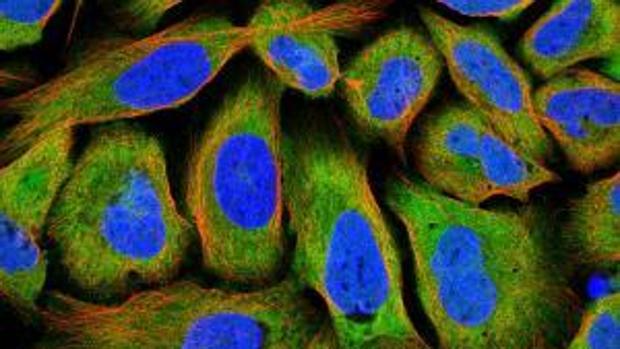 El Atlas más completo del cerebro desvela sus secretos