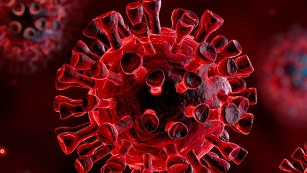 Descubren anticuerpos humanos que bloquean el coronavirus en las células