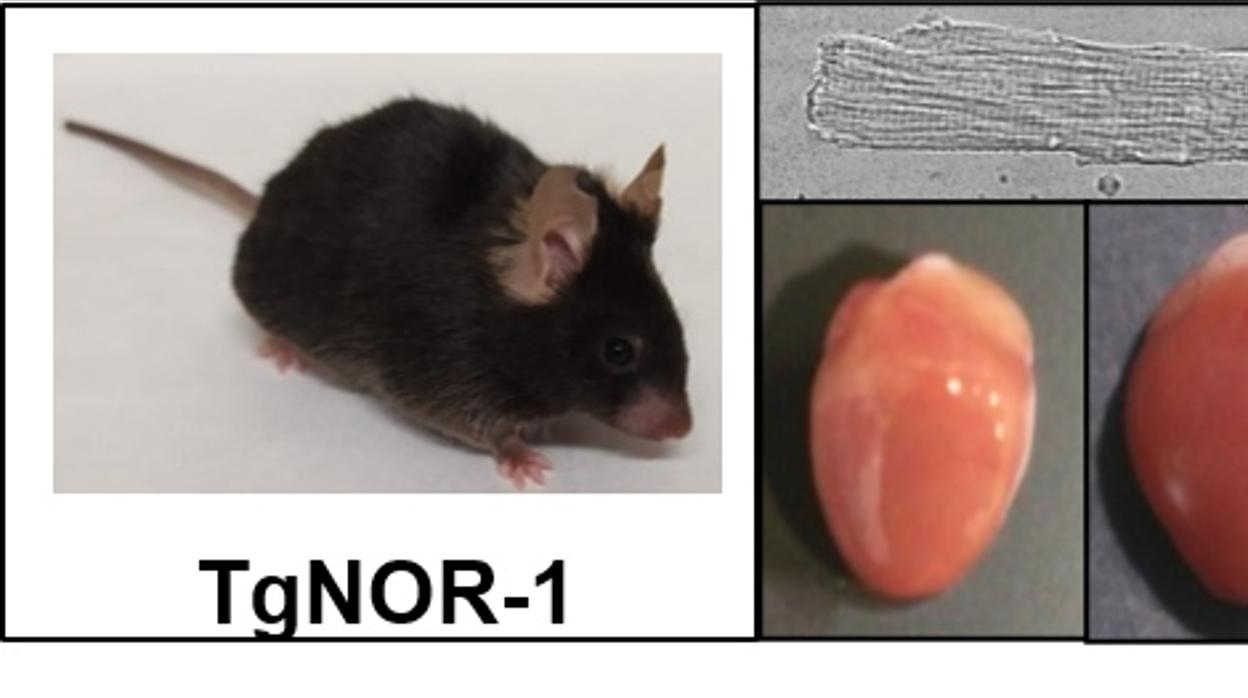 Los animales transgénicos para NOR-1 (TgNOR-1) tienen células cardiacas (cardiomiocitos) de mayor tamaño y mayor predisposición a desarrollar hipertrofia (aumento de tamaño del corazón)