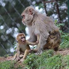 Los macacos rhesus normalmente desarrollan una enfermedad leve