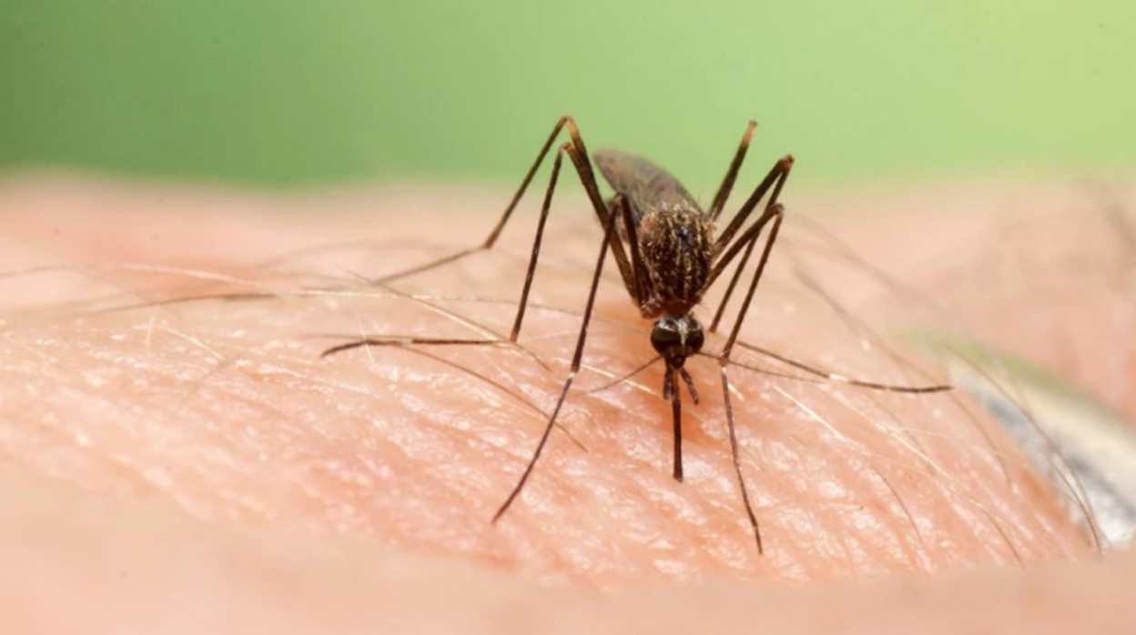 La picadura de un mosquito causa la enfermedad