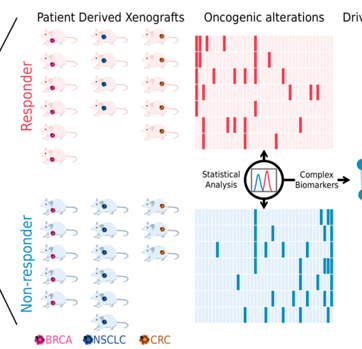 La co-ocurrencia de genes conductores del cáncer, clave para la medicina de precisión