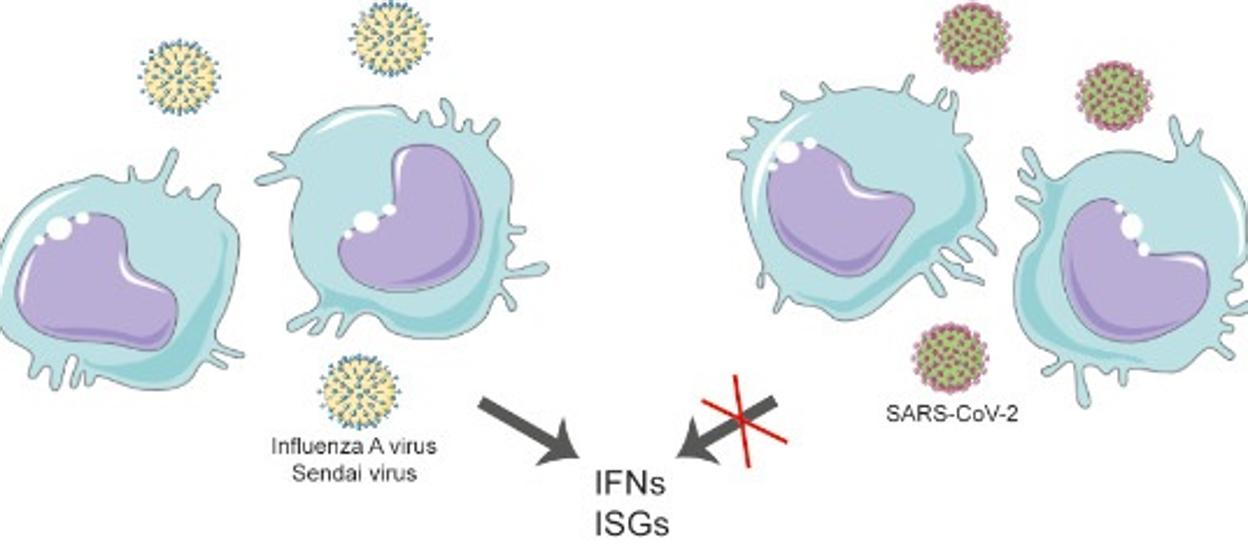 El SARS-CoV-2 inhibe la producción de interferón