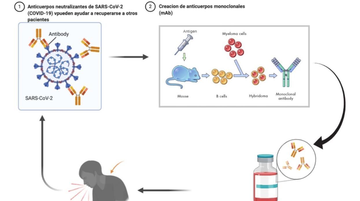 Uso de anticuerpos contra el coronavirus