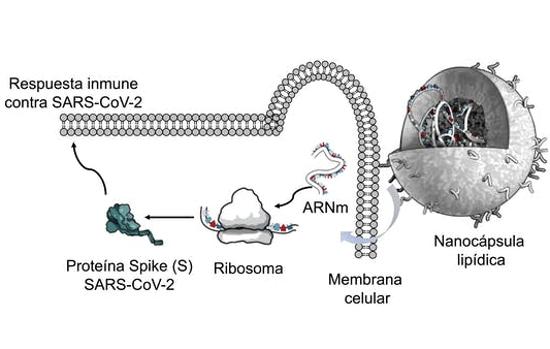 Esquema del funcionamiento de las vacunas de ARNm encapsulado en nanopartículas lipídicas. Adaptado de Altounian (Science, 2020) por Nuria Campillo