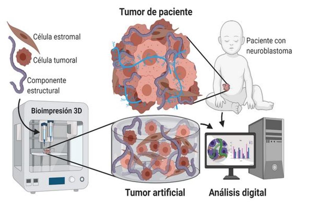 Infografía explicativa del proceso