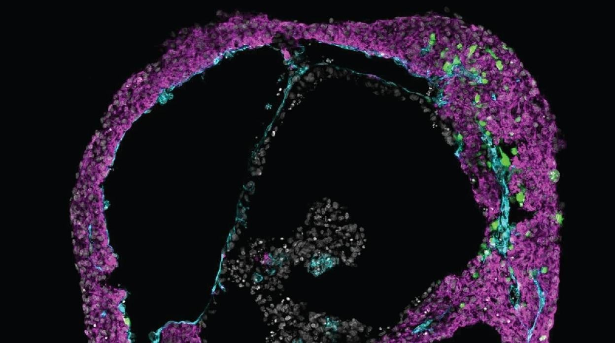 Un cardioide autoorganizado, que contiene los tres linajes cardiacos. Mendjan/IMB.