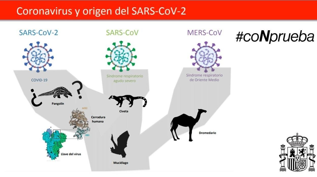 Infografía que representa el origen de diversos coronavirus