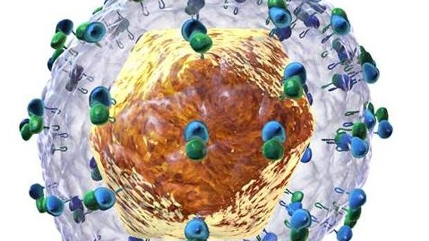 Esta molécula natural inhibe la replicación del virus de la hepatitis C