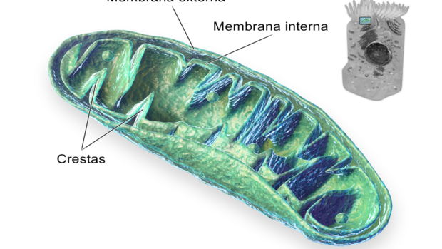 La edición genética muestra su potencial en ratones para tratar las enfermedades mitocondriales