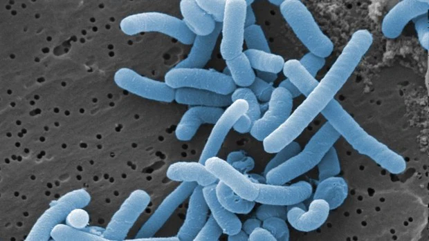 Lactobacillus, la bacteria que activa el cáncer de páncreas