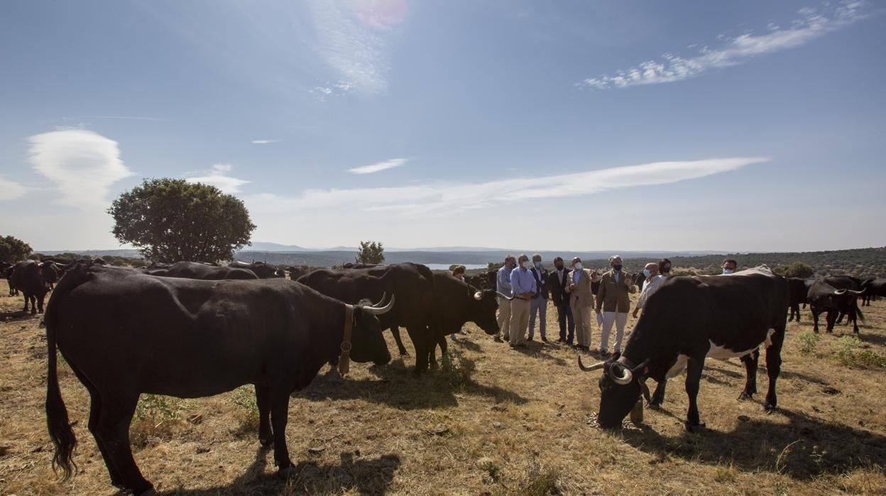 Reses de carne en Ávila